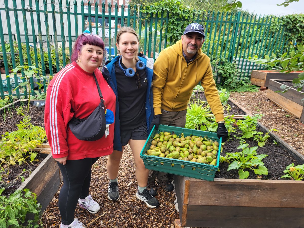 Team picking pears 