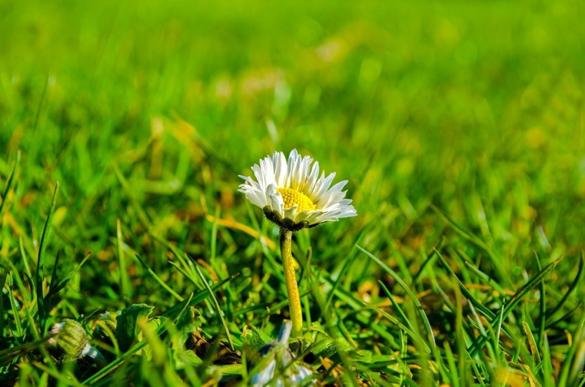 Flower in field