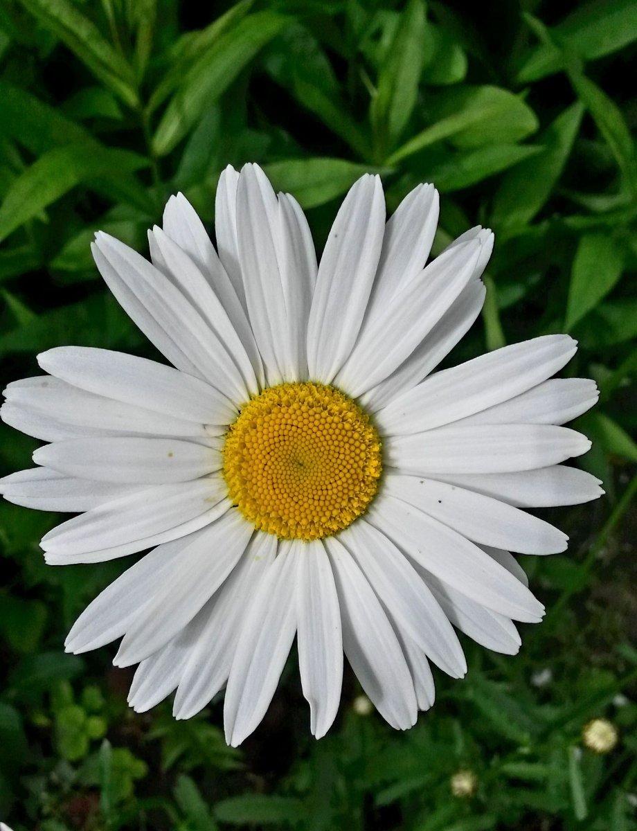 Ariel shot of daisy