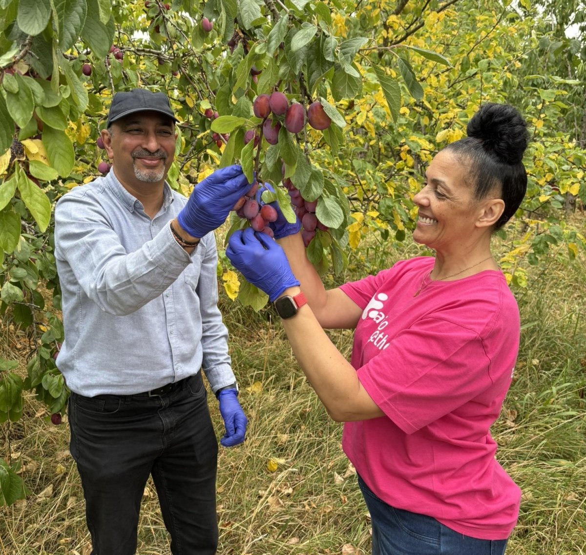 man and woman picking plums of tree