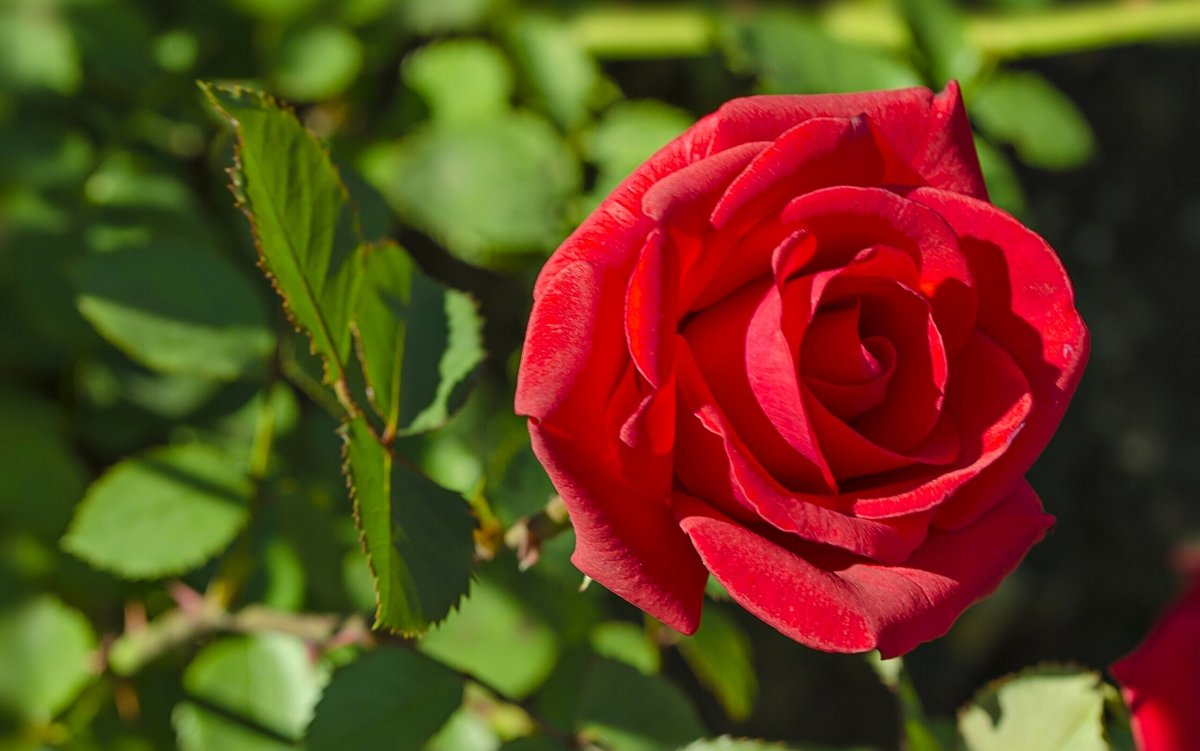 Red rose on green leaves